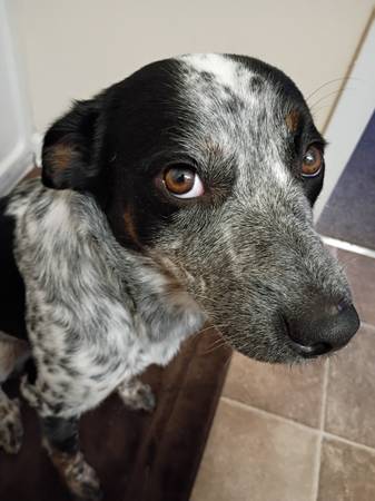 Blue heeler (Bowling Green)64018507393281120