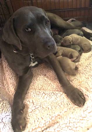Rehoming beautiful female Cane Corso 1