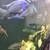Cichlids 4 thumbnail
