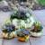 Succulent Pumpkin arrangements 1 thumbnail