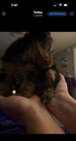 Brand new New York ! 1