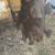 Stump Grinder 3 thumbnail