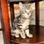 Female kitten 2 thumbnail