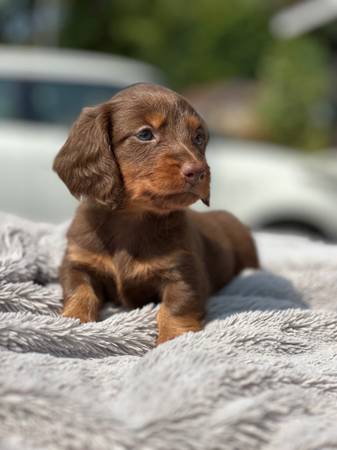 Rehoming dachshund puppies (ghborhoods / Districts in 84101:  Downtown Salt Lake City)63674558520321120