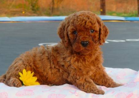 Pocket-Sized Love 💕🐾 1