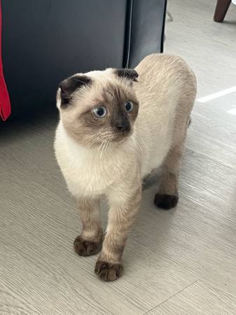 Scottish Fold looking for new home (North Las Vegas)63907184805635120