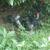 Rooster 2 thumbnail