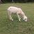 Ewe lamb 4 thumbnail