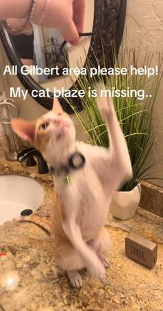 Lost cat (Gilbert)63905906159747120