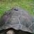 Galapagos Tortoises 5 thumbnail