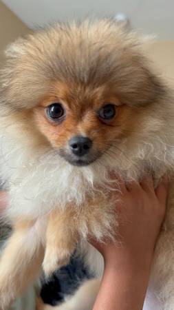 Lost Pomeranian 90501 1