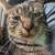 Missing Cat - Creekside trailer park 2 thumbnail