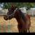 Horse 2 thumbnail