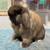 Holland Lop Rabbits 11 thumbnail