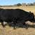 Black Angus Bull 7 thumbnail