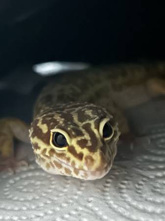 Gecko leopardo (Greeneville)64198567799682120