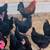 Black Copper Maran hens (laying now) 3 thumbnail