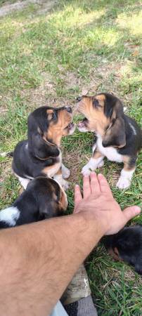 Basset Hound Puppies (Loranger)63904507868034124