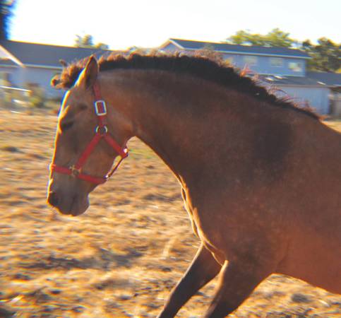 PRE Ancce Andalusian Mare(pregnant) 1