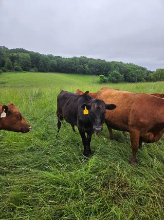 Wagyu feeders for sale - $2,500 (Connorsville)63471093899907121