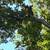 🌳 MC LANDSCAPE TREE SERVICE 🌳 17 thumbnail