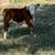 Micro Miniature Hereford Bull/Heifer/Cows=Cattle 1 thumbnail