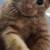 11 Week Old Kittens Need Furever Home 3 thumbnail