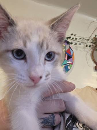 FREE KITTENS 3 NEED NEW HOMES (Centralia)63911603427587121
