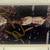 1992-93 Upper Deck Michael Jordan #P5 Gold Ink Autograph 7 thumbnail