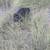 Rehoming Rottweiler 5 thumbnail