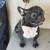 Farm Raised Frenchies Looking for Their New Home 7 thumbnail