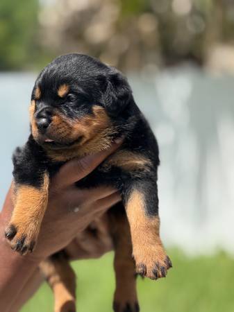 ? Cachorros Rottweiler – AKC ?63867089520515122