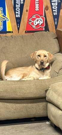 Buscando un nuevo hogar para un labrador amarillo de 3 años (Onida)
