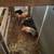 Feeder pigs 1 thumbnail