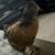 Silkie Mix Chickens 3 thumbnail