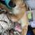 Dog 6 thumbnail