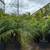 Pygmy Palm 🌴 1 thumbnail