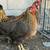Chickens Hens 1 thumbnail