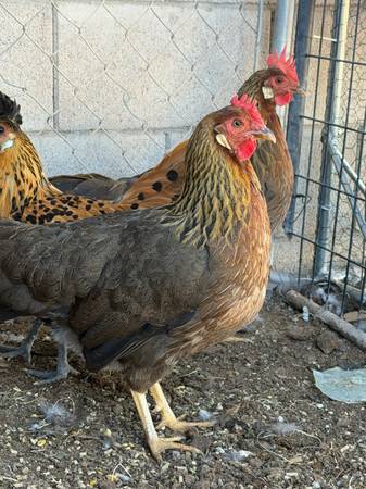 Chickens Hens 1