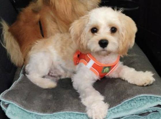 CASH REWARD LOST DOG ?? (AURORA)64288460199811122