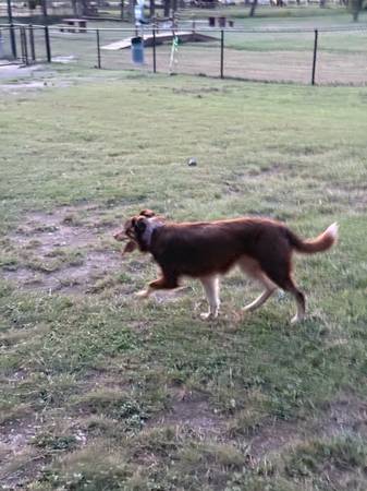 Border collie (Kempner)63839343856129122