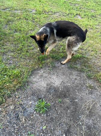 Missing German shepherd 1