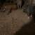 Butcher Pigs 4 thumbnail