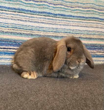 Mini Lop Buck 1