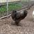 Roosters 3 thumbnail