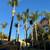 (Gonzalez Bros Tree Services ), Palm and, Trees Trimming Tree services 22 thumbnail
