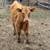 COW - Highlander Mix Bull Calf 5 thumbnail