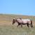 2 yo blue roan filly / Horse 7 thumbnail