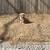 Carrillo's Stump Grinding**same day service available. 13 thumbnail