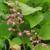 Perennial Potted Plants from my Homestead Gardens 20 thumbnail